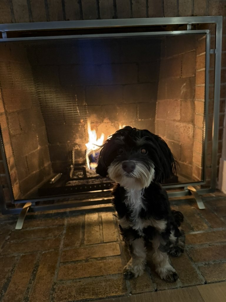 Wags, a black and white dog with a white muzzle, sitting on a brick hearth in front of a lit fireplace.